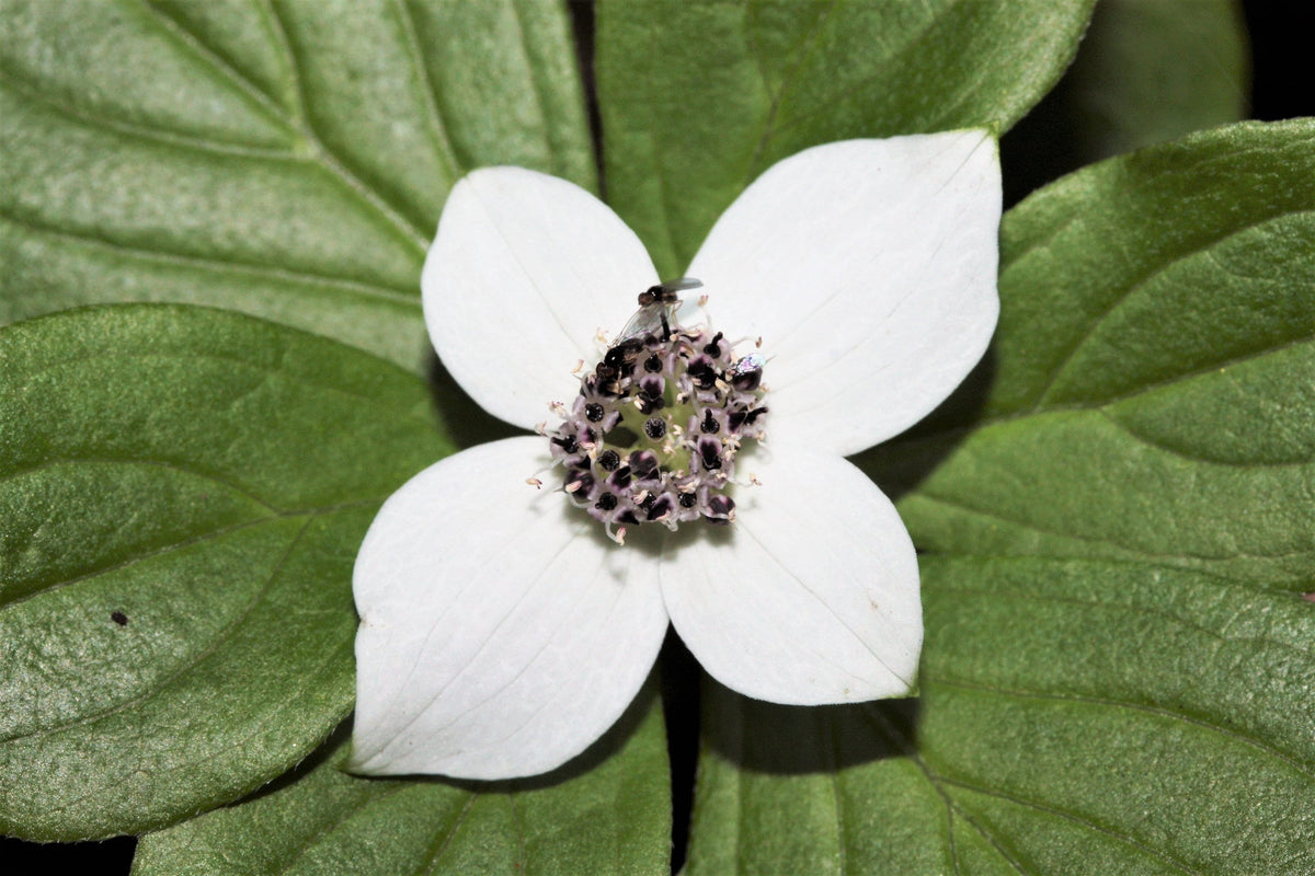 15 WESTERN BUNCHBERRY Alaskan Dogwood Canadian Cornus Unalaschkensis White Sun or Shade Groundcover Flower Edible Red Berry Herb Seeds
