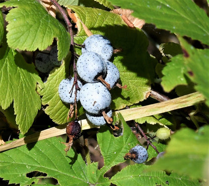 25 RED FLOWERING CURRANT Ribes Sanguineum aka Blood Currant Edible Fruit Blue Black Berries Shrub Seeds