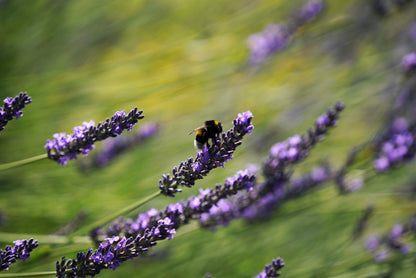 150 Portuguese Spike Lavender (Lavandula Latifolia syn. Spica) Seeds
