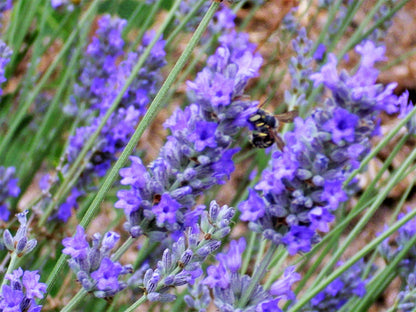 150 Portuguese Spike Lavender (Lavandula Latifolia syn. Spica) Seeds