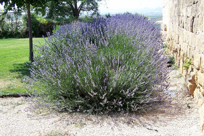 150 Portuguese Spike Lavender (Lavandula Latifolia syn. Spica) Seeds