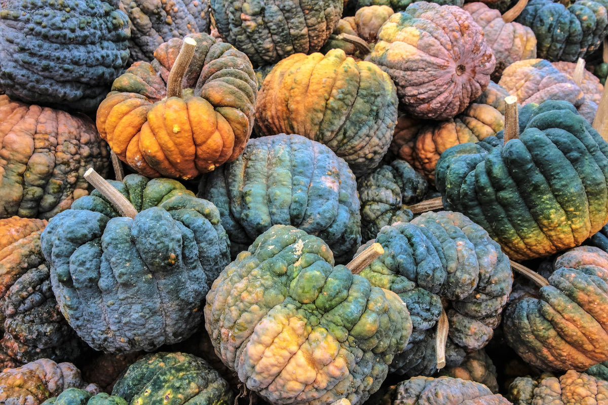 Black Futsu Squash (Cucurbita moschata) Seeds – 20 ct