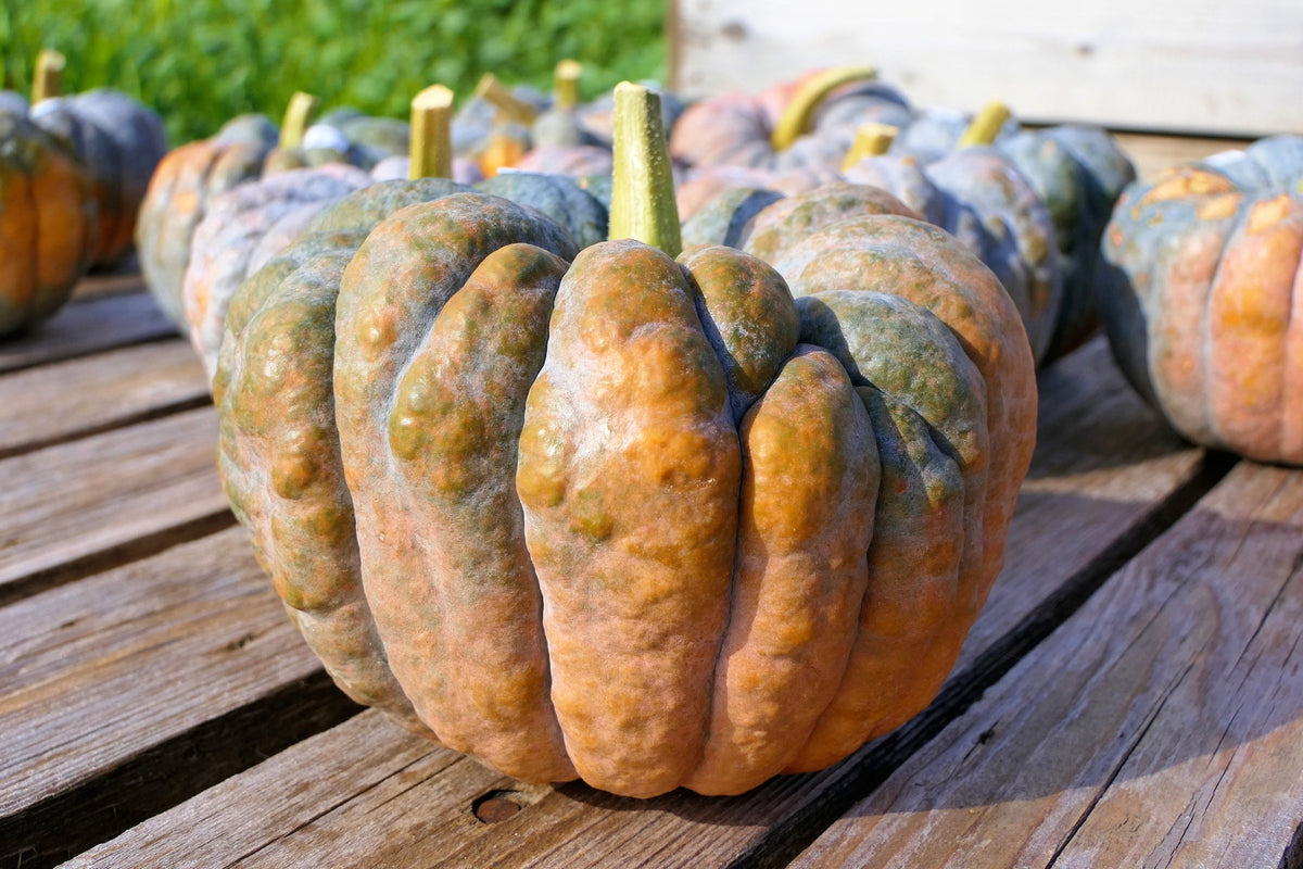 Black Futsu Squash (Cucurbita moschata) Seeds – 20 ct