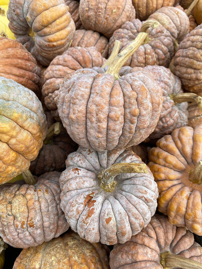 Black Futsu Squash (Cucurbita moschata) Seeds – 20 ct