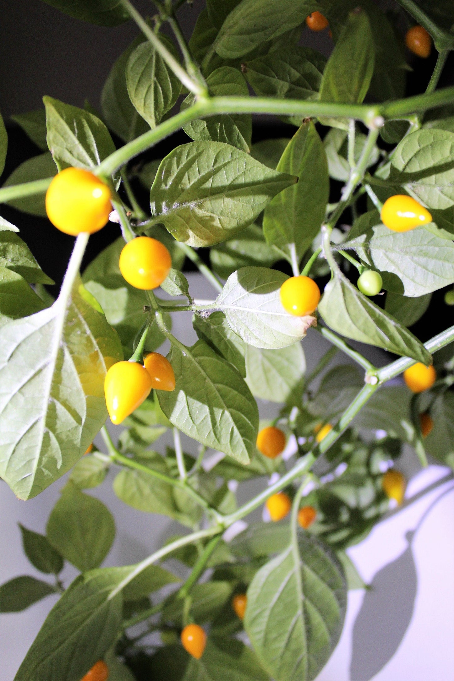 25 Yellow Biquinho Pepper Seeds