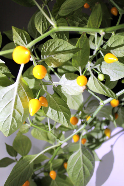 25 Yellow Biquinho Pepper Seeds