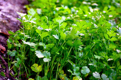 25 Dwarf Lemon Cilantro (Coriander; Coriandrum Sativum) Seeds