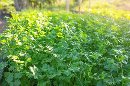 25 Dwarf Lemon Cilantro (Coriander; Coriandrum Sativum) Seeds