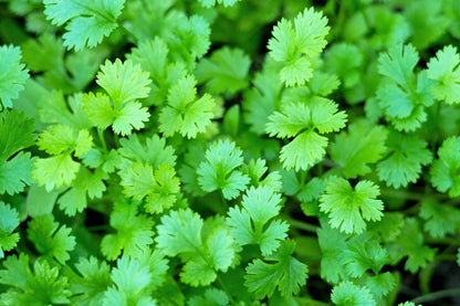 25 Dwarf Lemon Cilantro (Coriander; Coriandrum Sativum) Seeds