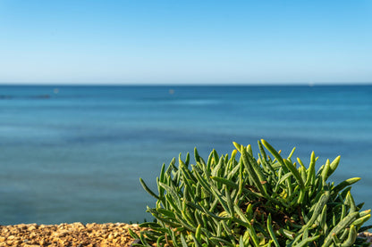 Sea Fennel (Rock Samphire) (Crithmum maritimum) Seeds – 40 ct