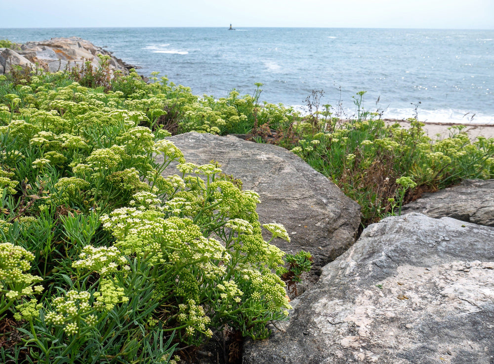 Sea Fennel (Rock Samphire) (Crithmum maritimum) Seeds – 40 ct