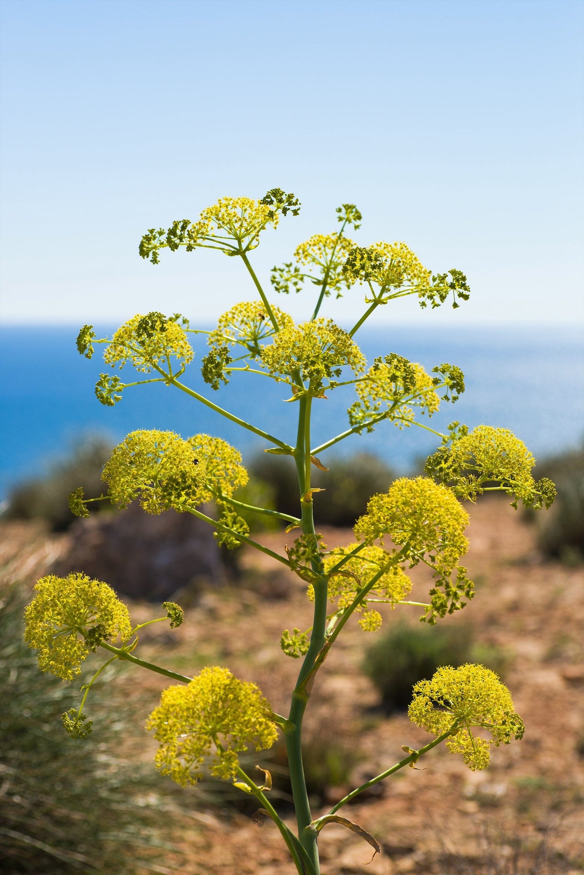 Sea Fennel (Rock Samphire) (Crithmum maritimum) Seeds – 40 ct
