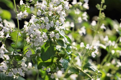 20 Calamint/Lesser Calamintha (Nepeta Officinalis) Seeds