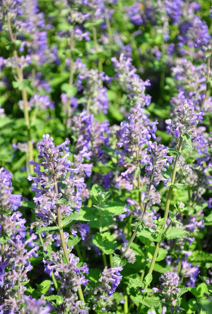 20 Calamint/Lesser Calamintha (Nepeta Officinalis) Seeds