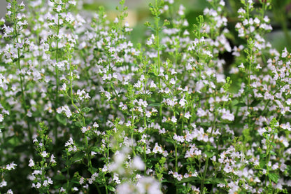 20 Calamint/Lesser Calamintha (Nepeta Officinalis) Seeds