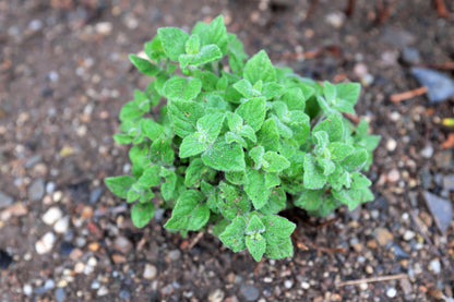 20 Calamint/Lesser Calamintha (Nepeta Officinalis) Seeds