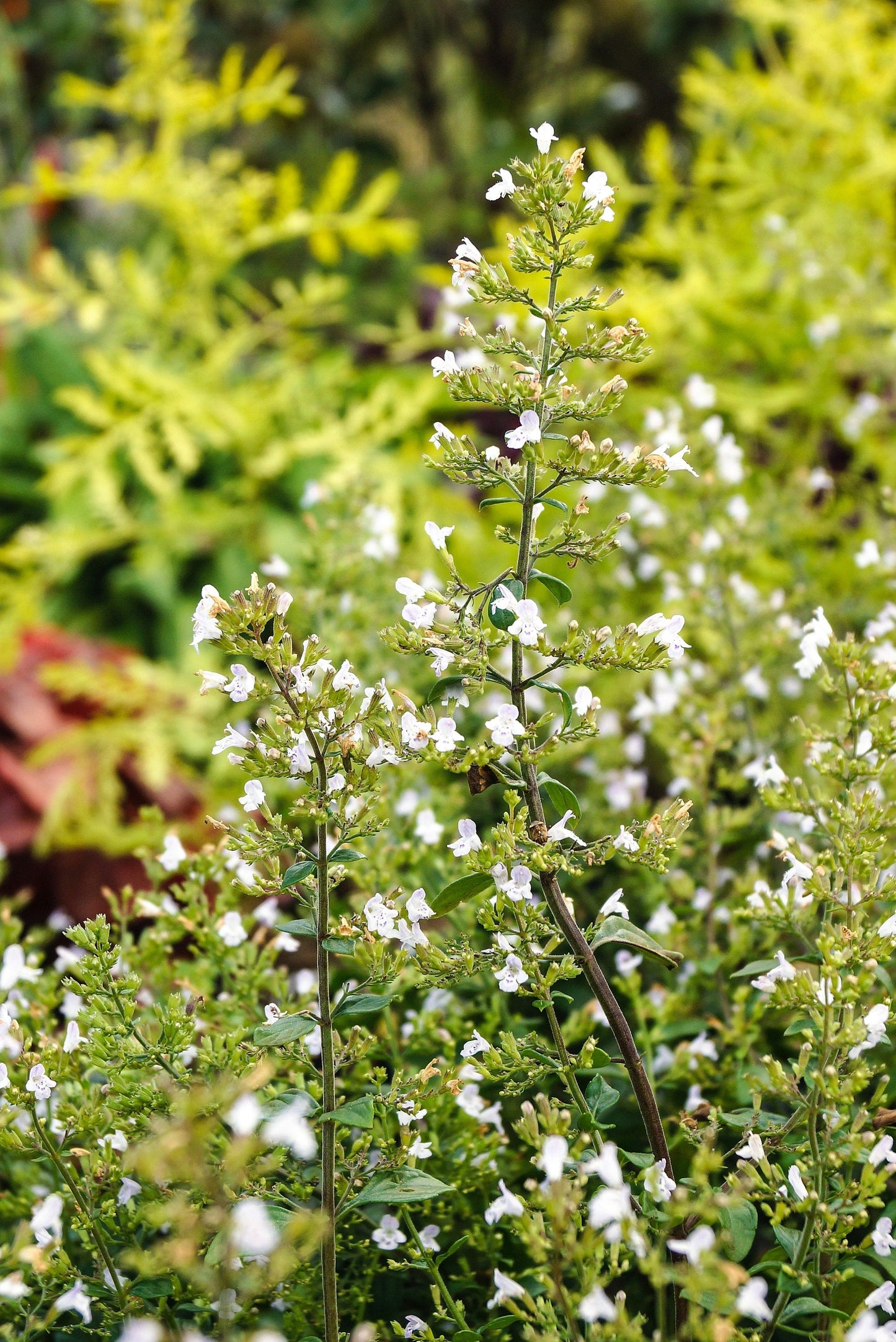 20 Calamint/Lesser Calamintha (Nepeta Officinalis) Seeds