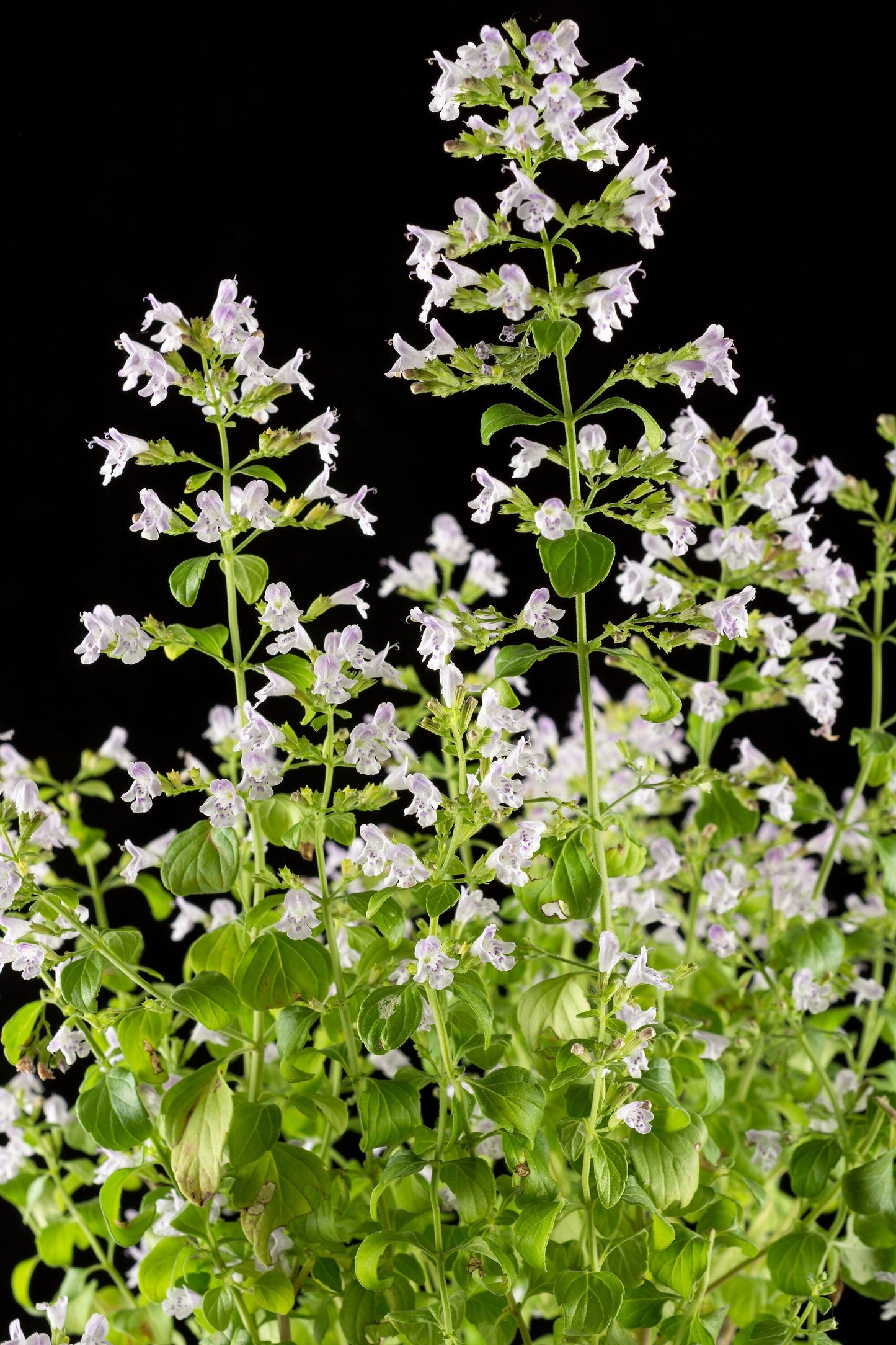 20 Calamint/Lesser Calamintha (Nepeta Officinalis) Seeds