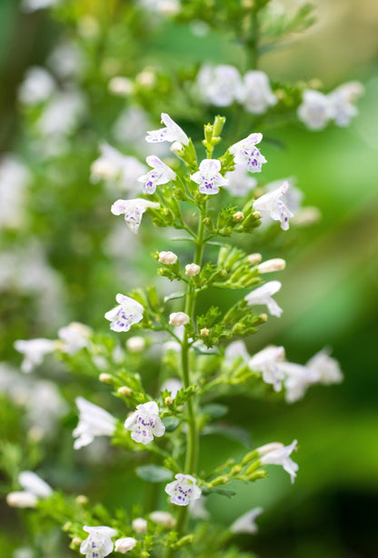 20 Calamint/Lesser Calamintha (Nepeta Officinalis) Seeds