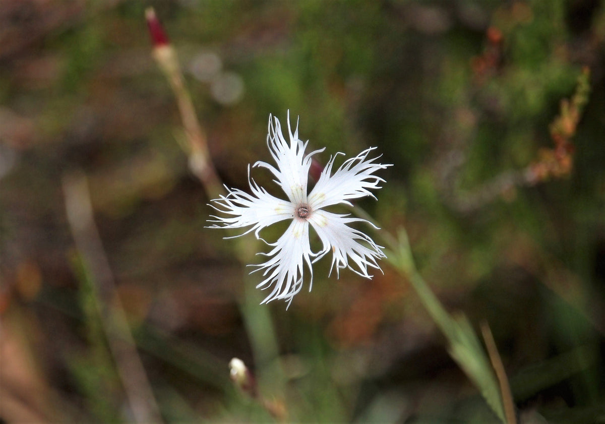 Little Maiden Dwarf Dianthus (Dianthus arenarius) Seeds – 25 ct