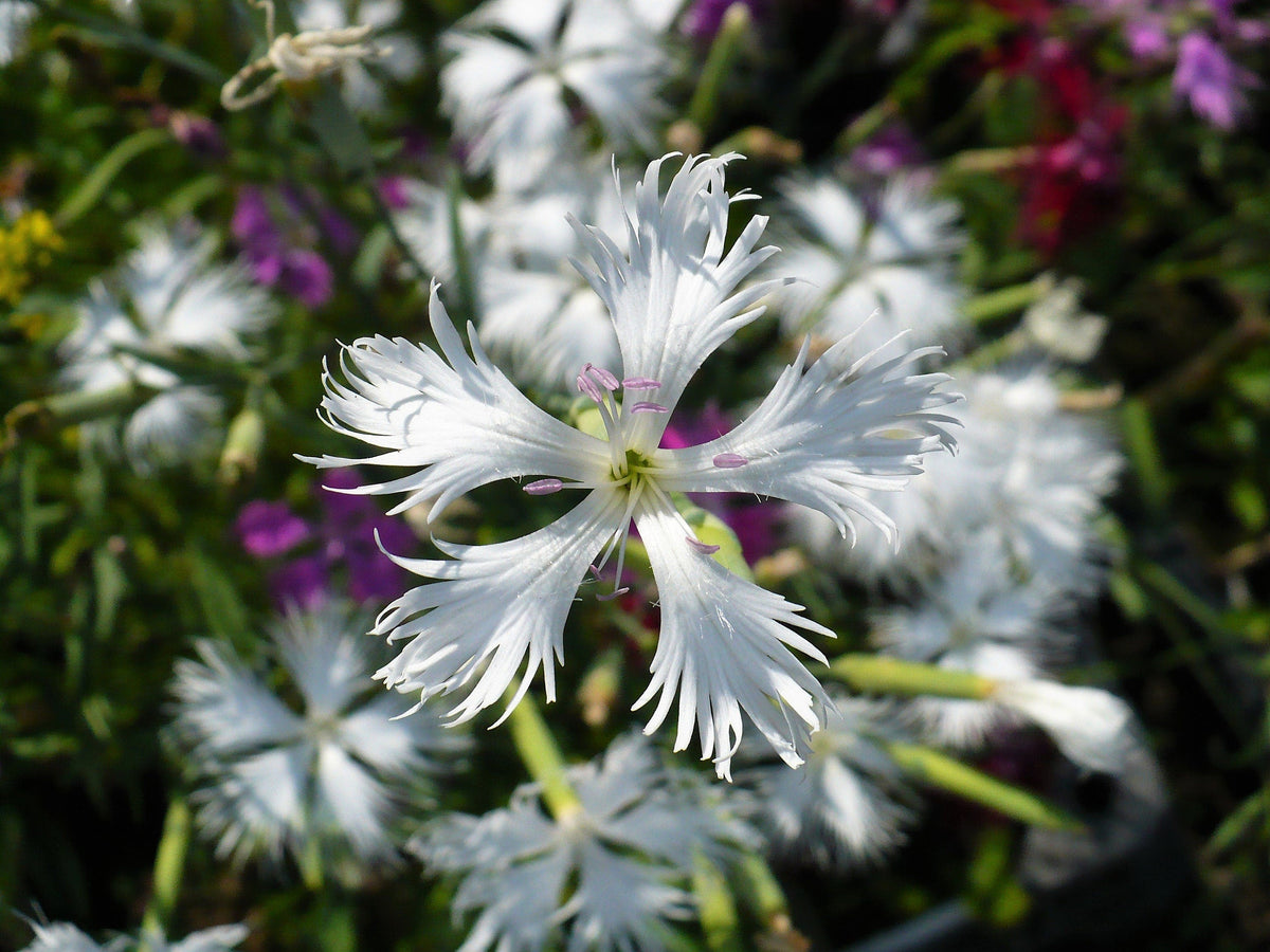 Little Maiden Dwarf Dianthus (Dianthus arenarius) Seeds – 25 ct