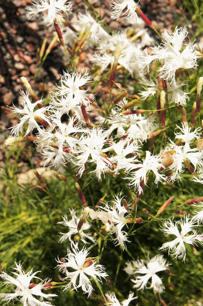 Little Maiden Dwarf Dianthus (Dianthus arenarius) Seeds – 25 ct