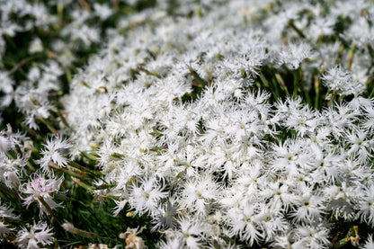 Little Maiden Dwarf Dianthus (Dianthus arenarius) Seeds – 25 ct