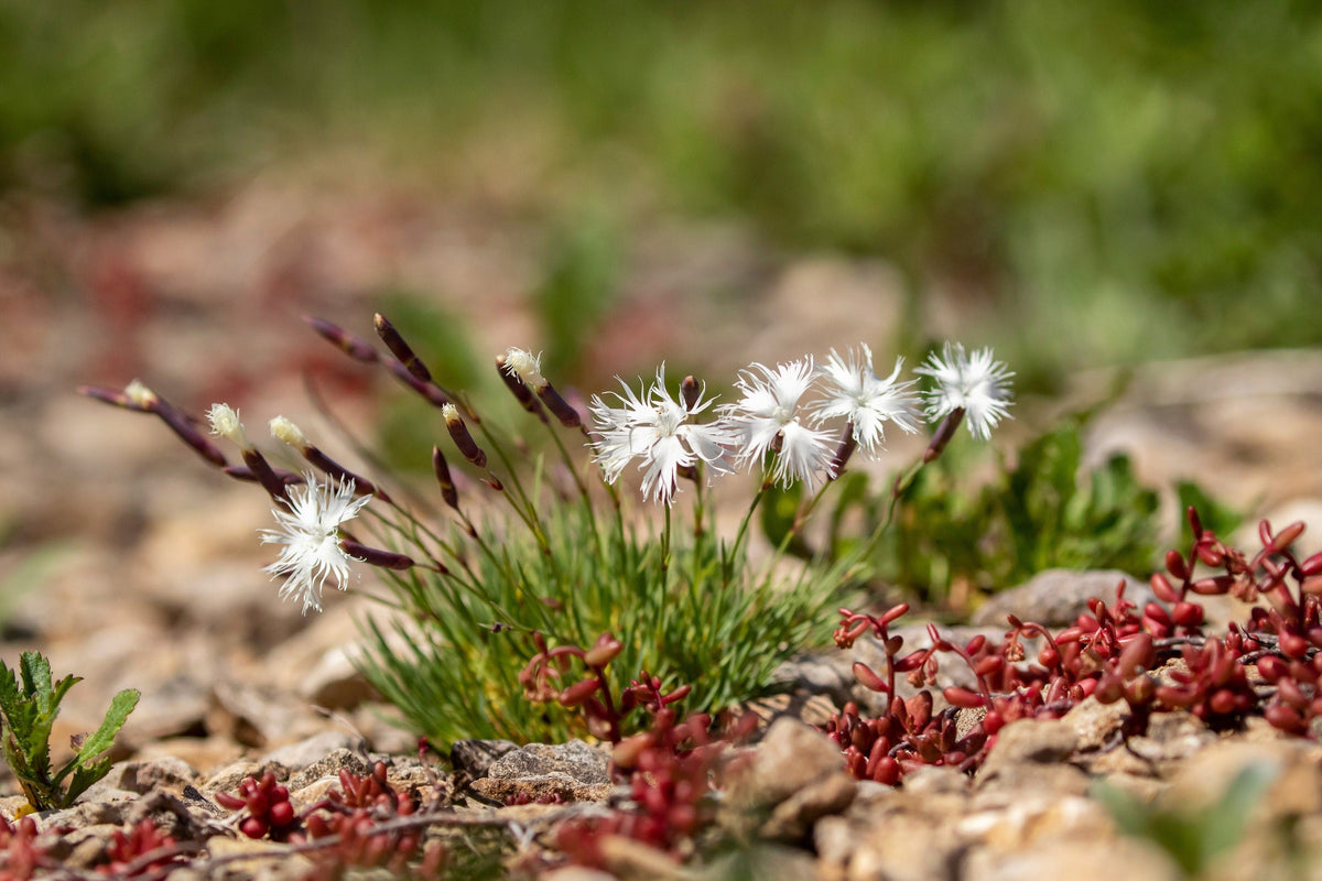 Little Maiden Dwarf Dianthus (Dianthus arenarius) Seeds – 25 ct