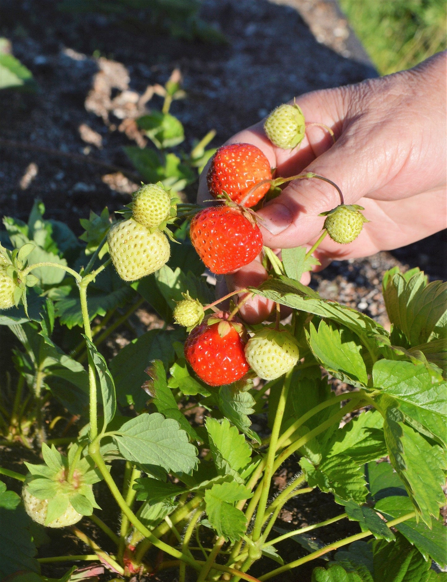 80 California Woodland Strawberry (Fragaria Vesca Bracteata) Seeds