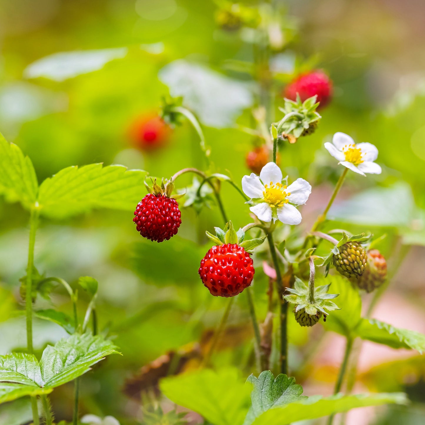 80 California Woodland Strawberry (Fragaria Vesca Bracteata) Seeds
