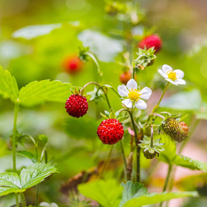 80 California Woodland Strawberry (Fragaria Vesca Bracteata) Seeds