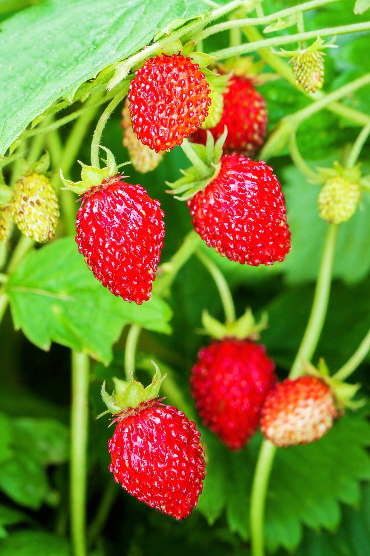 80 California Woodland Strawberry (Fragaria Vesca Bracteata) Seeds