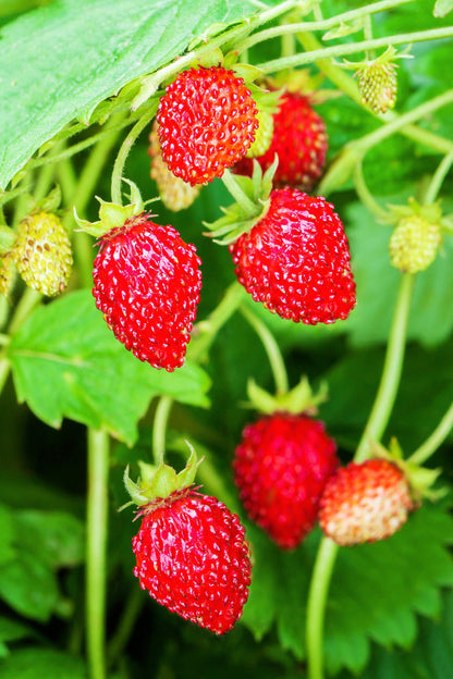 80 California Woodland Strawberry (Fragaria Vesca Bracteata) Seeds
