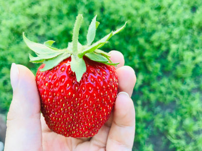 15 GIANT STRAWBERRY Fragaria spp June Bearing Huge Red Berry Fruit White Flower Seeds