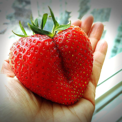 15 GIANT STRAWBERRY Fragaria spp June Bearing Huge Red Berry Fruit White Flower Seeds