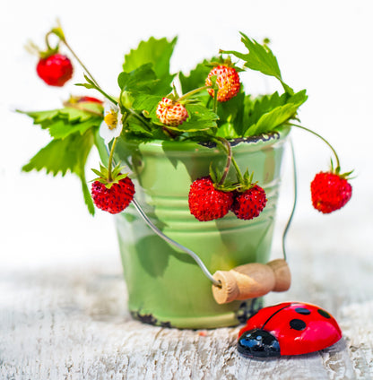 50 Alexandra Strawberry (Fragaria Vesca) Seeds