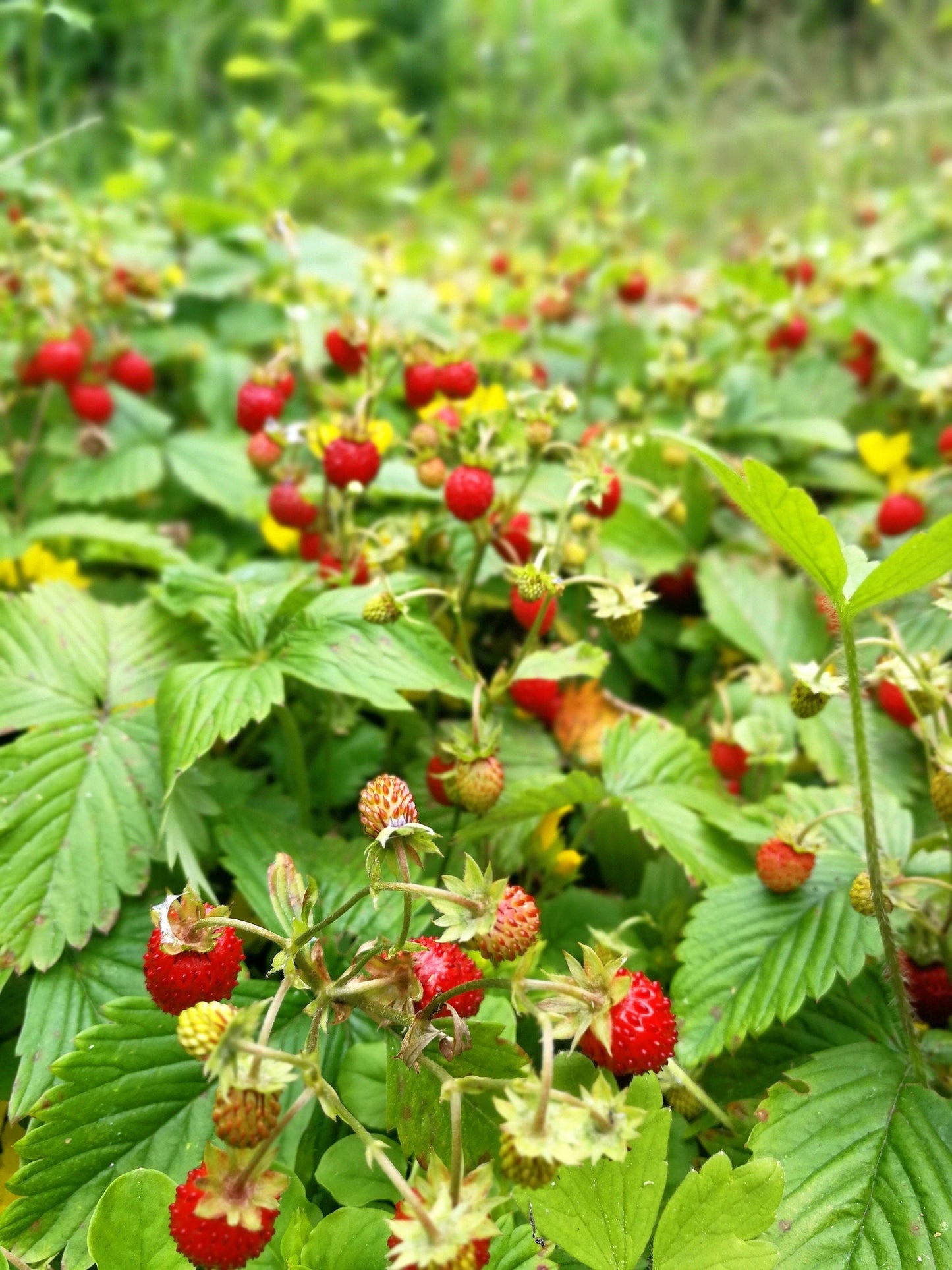 50 Alexandra Strawberry (Fragaria Vesca) Seeds