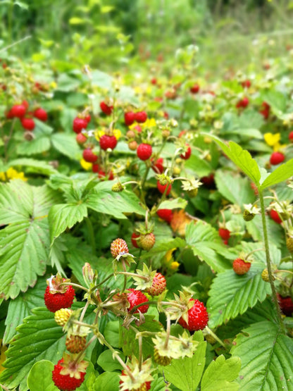 50 Alexandra Strawberry (Fragaria Vesca) Seeds