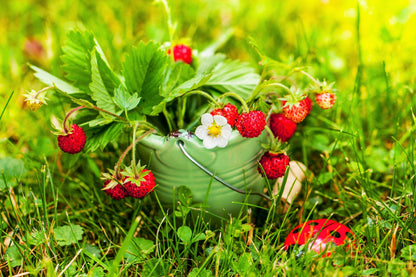 50 Alexandra Strawberry (Fragaria Vesca) Seeds
