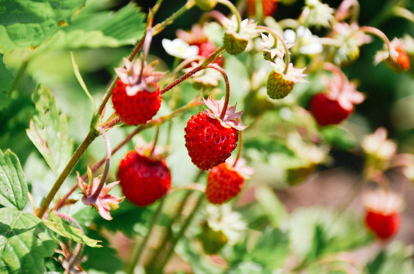 50 Alexandra Strawberry (Fragaria Vesca) Seeds