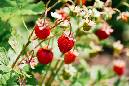 50 Alexandra Strawberry (Fragaria Vesca) Seeds