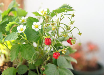 50 Alexandra Strawberry (Fragaria Vesca) Seeds