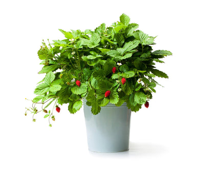 60 Ruegen Alpine Strawberry (Fragaria Vesca) Seeds