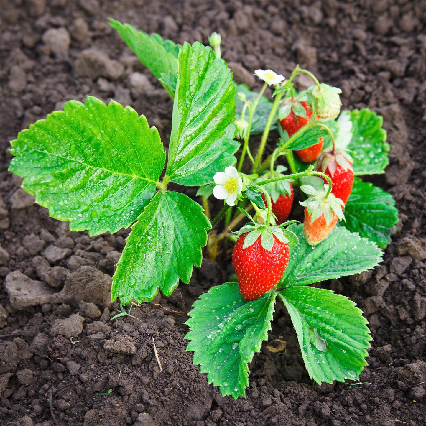 60 Ruegen Alpine Strawberry (Fragaria Vesca) Seeds