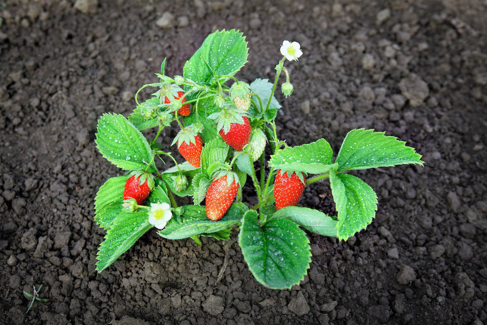 60 Ruegen Alpine Strawberry (Fragaria Vesca) Seeds
