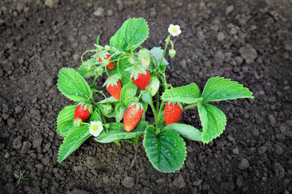 60 Ruegen Alpine Strawberry (Fragaria Vesca) Seeds