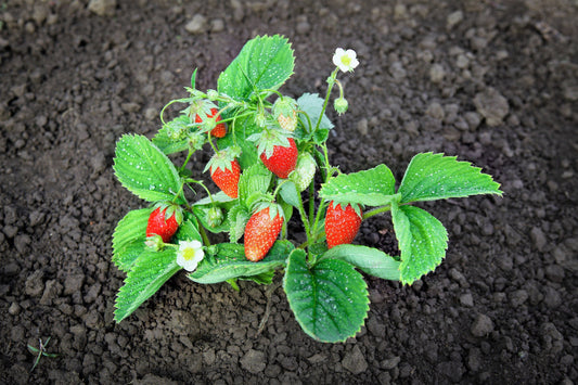 60 Ruegen Alpine Strawberry (Fragaria Vesca) Seeds