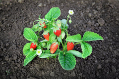 60 Ruegen Alpine Strawberry (Fragaria Vesca) Seeds