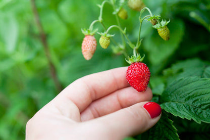 60 Ruegen Alpine Strawberry (Fragaria Vesca) Seeds