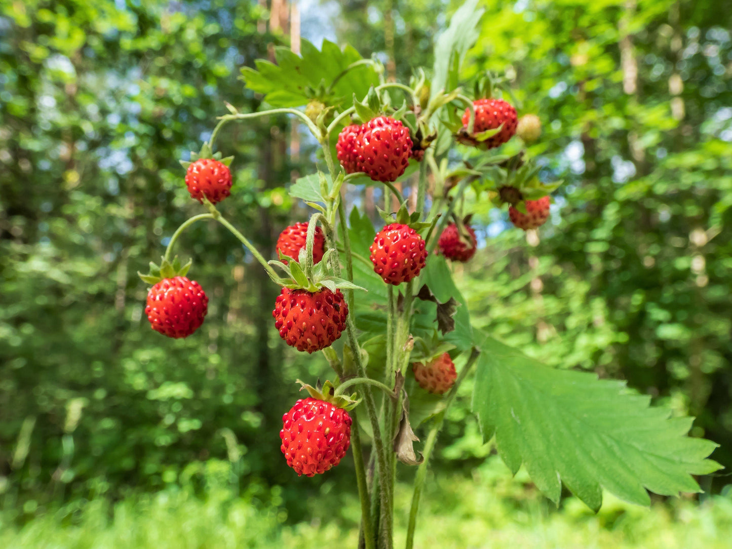 60 Ruegen Alpine Strawberry (Fragaria Vesca) Seeds